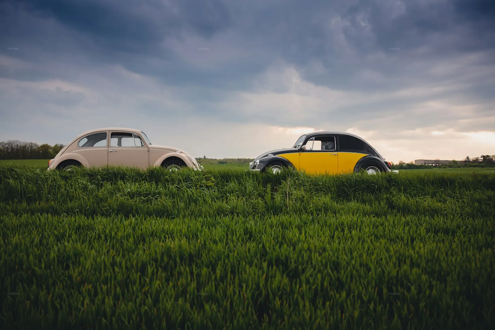 Two Beetles Swallowed by Spring Grass