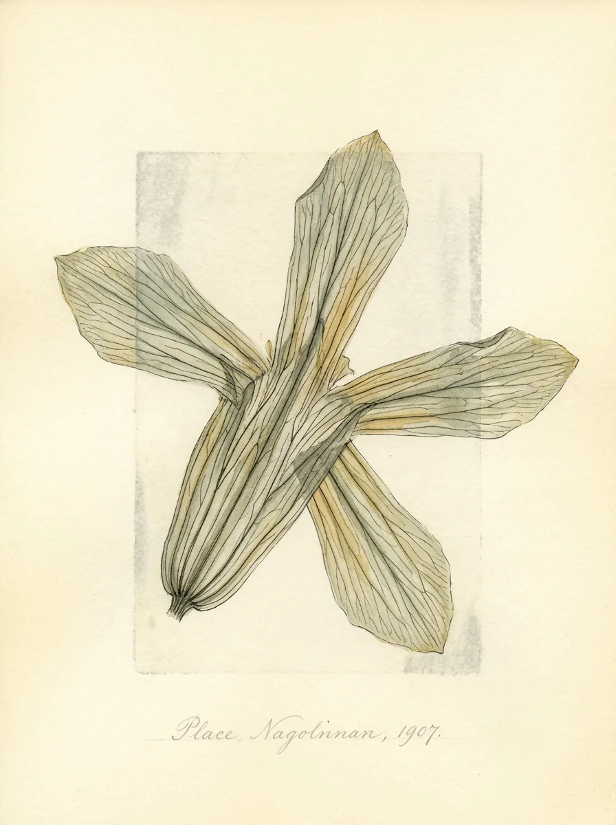 Collapsed Calyx, Drawer Fourteen