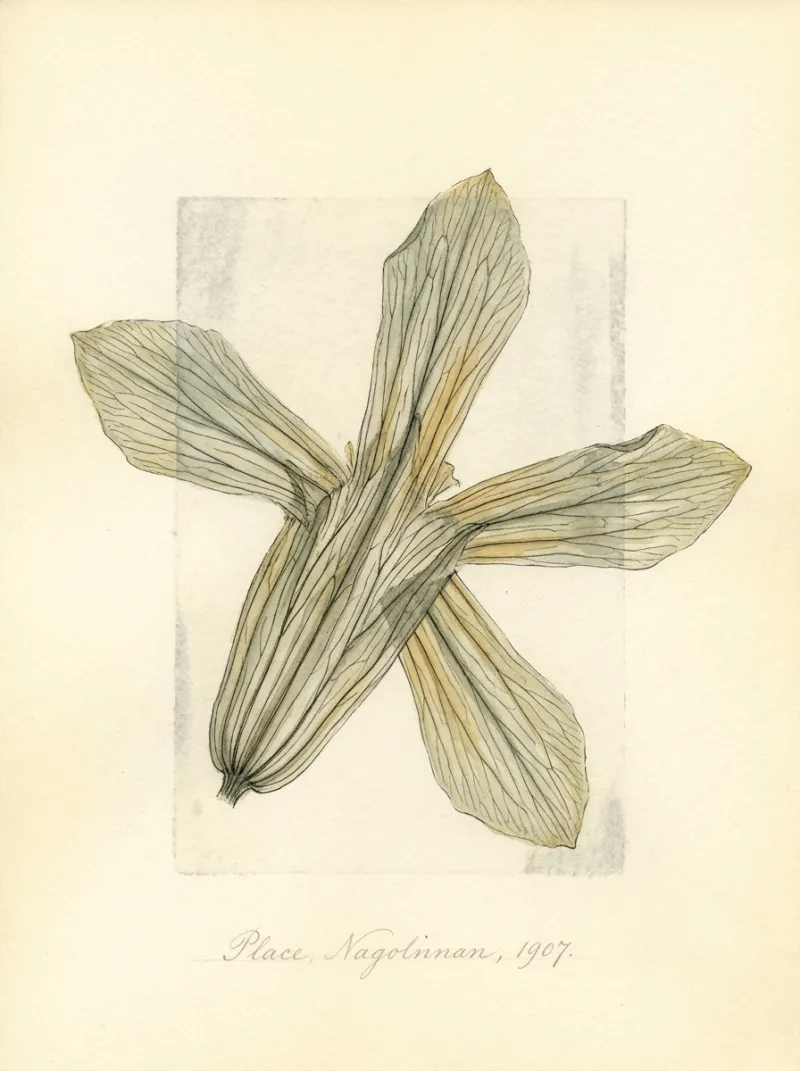 Collapsed Calyx, Drawer Fourteen