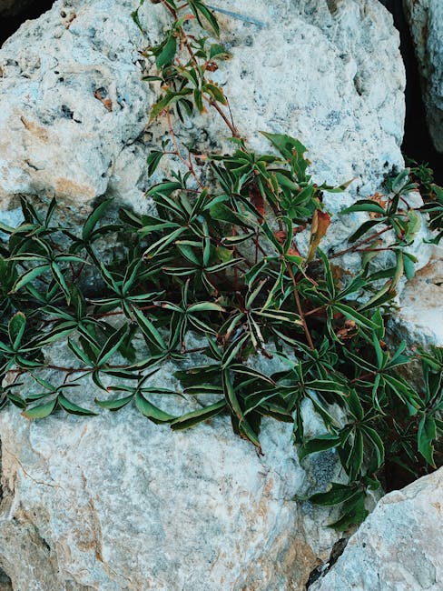 Lush green plant growing vibrantly over rugged rocks on a Romanian coastline.